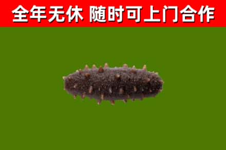 汝南县烟酒回收干海参.jpg